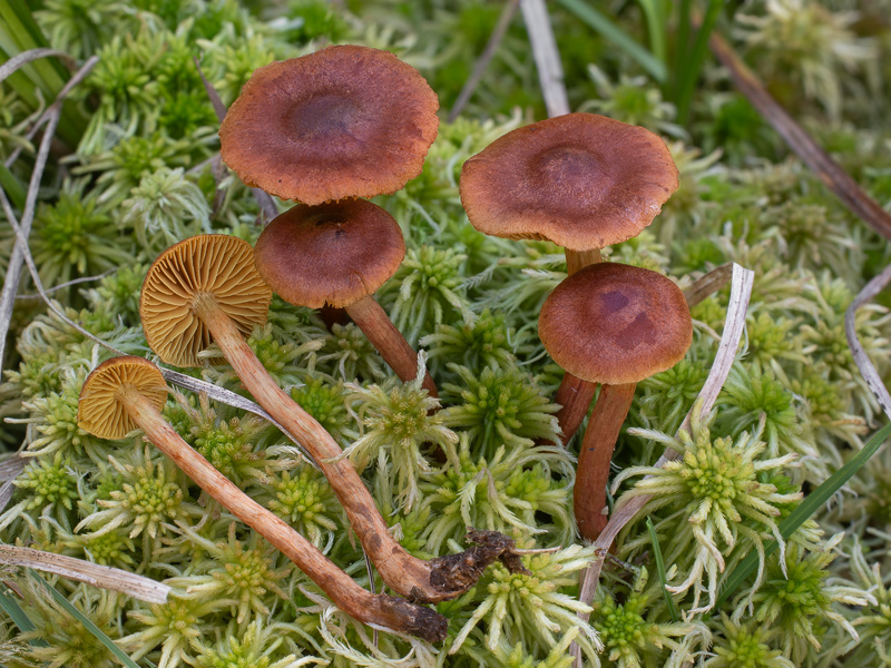 Cortinarius croceoconus